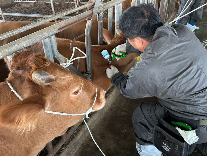 인천 강화서 올해 첫 구제역…소 246마리 긴급 살처분