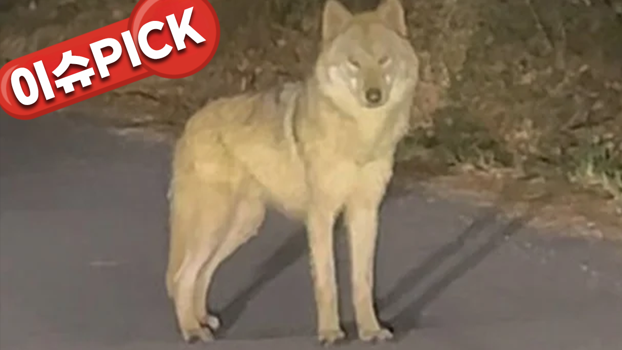 7일째 쫓는 '늑구'…포위망 좁혔지만 포획 실패 [이슈PICK]