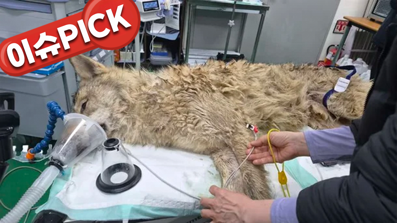 '늑구' 10일 만에 무사 포획…건강 이상 없다 