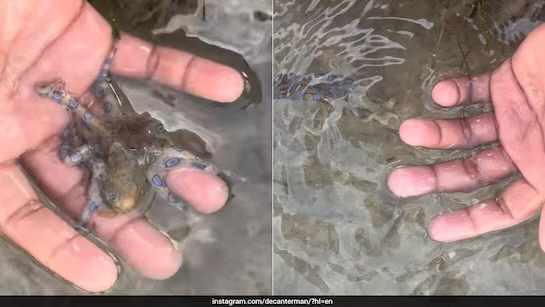 “절대 만지면 안돼”…휴가지서 발견한 맹독 문어 주의