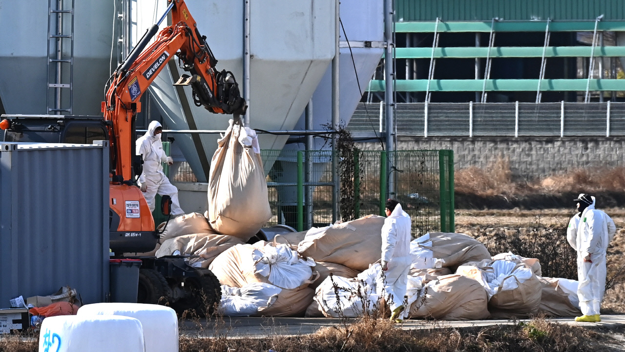 고병원성 AI 확산 심상치 않다!... 7천원대 계란값 다시 꿈틀