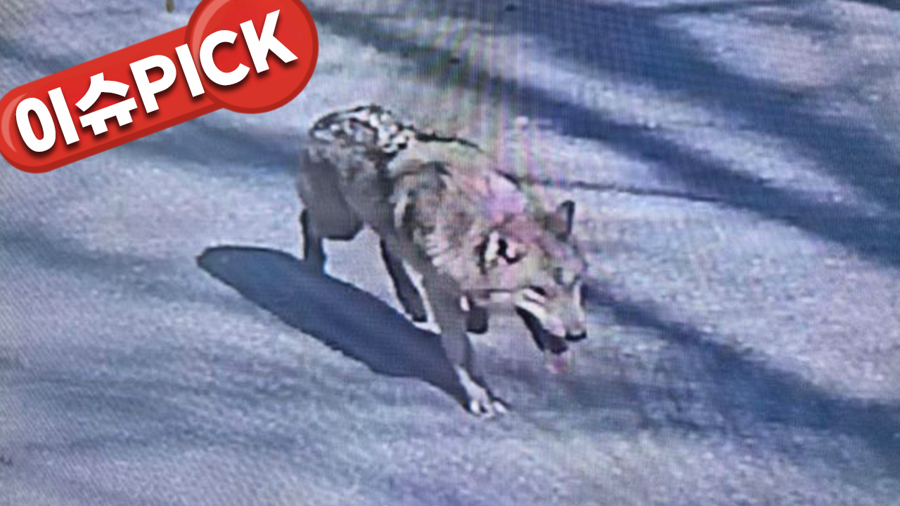 우리 탈출한 늑대, 도심으로 이동…대전 긴급 대응